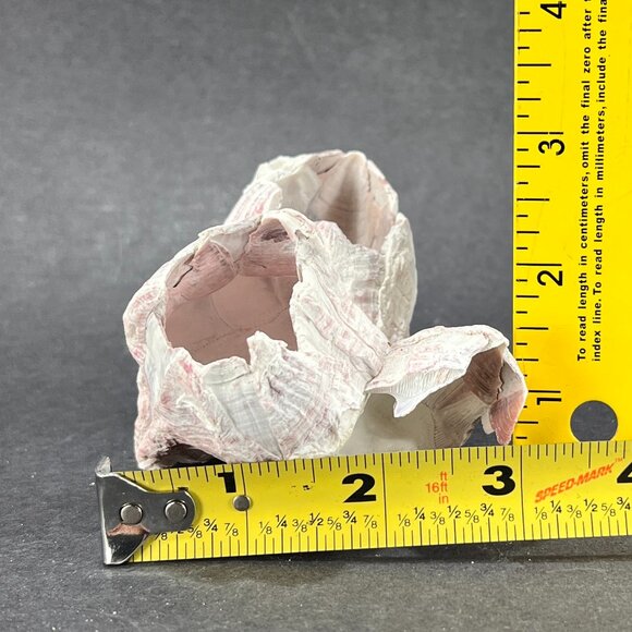 Acorn Barnacle Coral Reef Pink Purple Nautical Salt Water Coastal Aquarium Decor - Picture 7 of 9